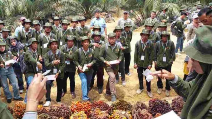 BPDP Bersama Bapeltan Jambi Gelar Pelatihan Panen Sawit untuk Dukung Hilirisasi Perkebunan