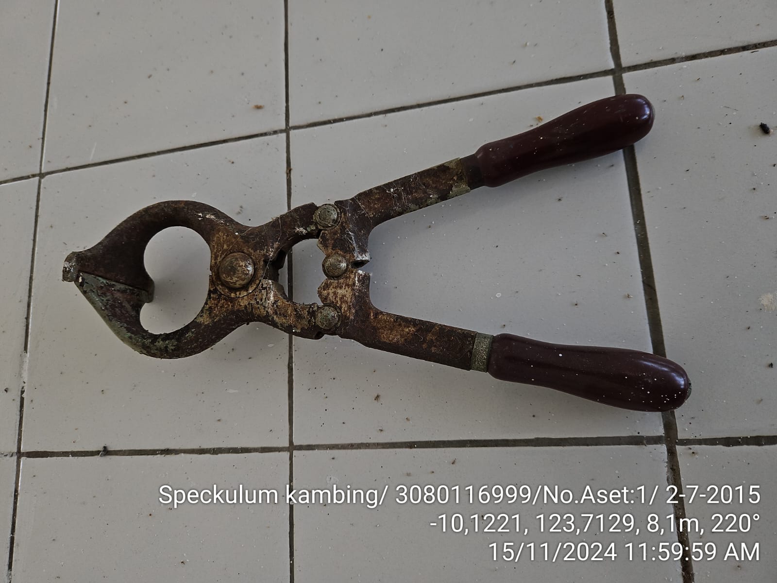 Speculum Kambing