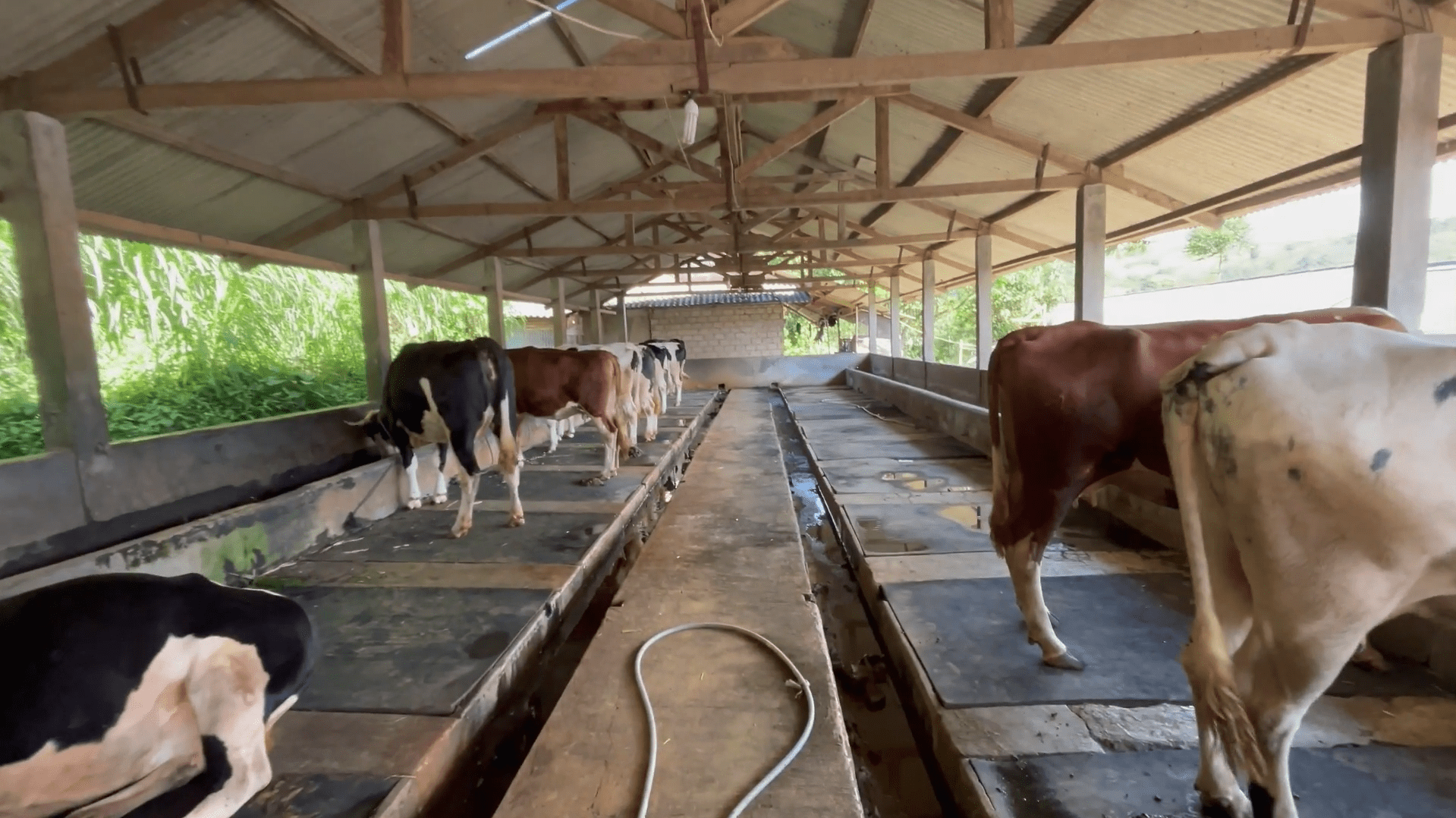 Kandang Sapi Perah 2