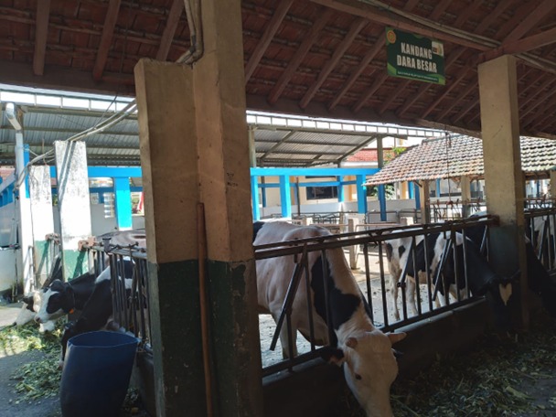 Instalasi Sapi Perah dan Kambing Perah