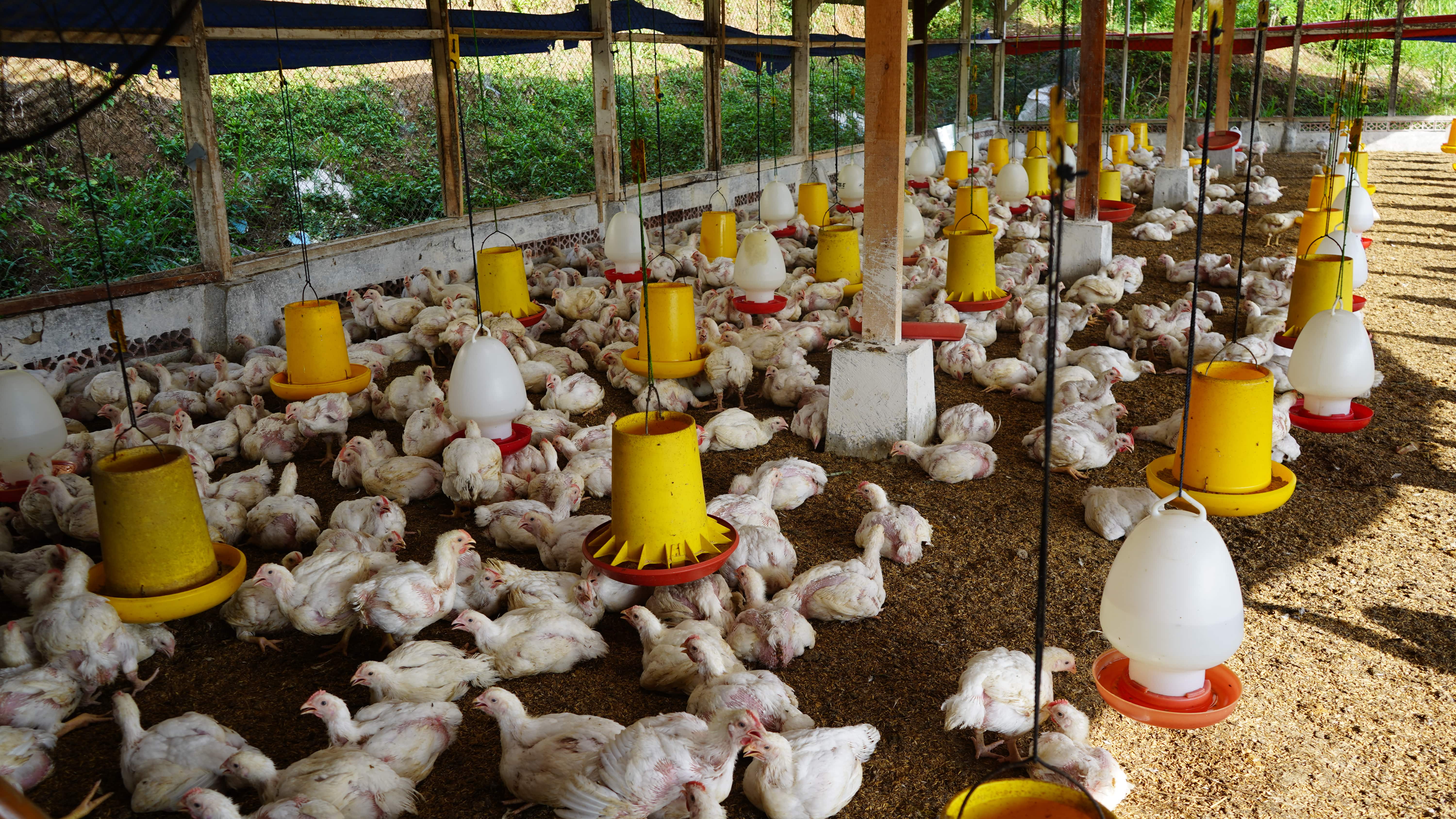 Kandang Ayam Broiler Organik