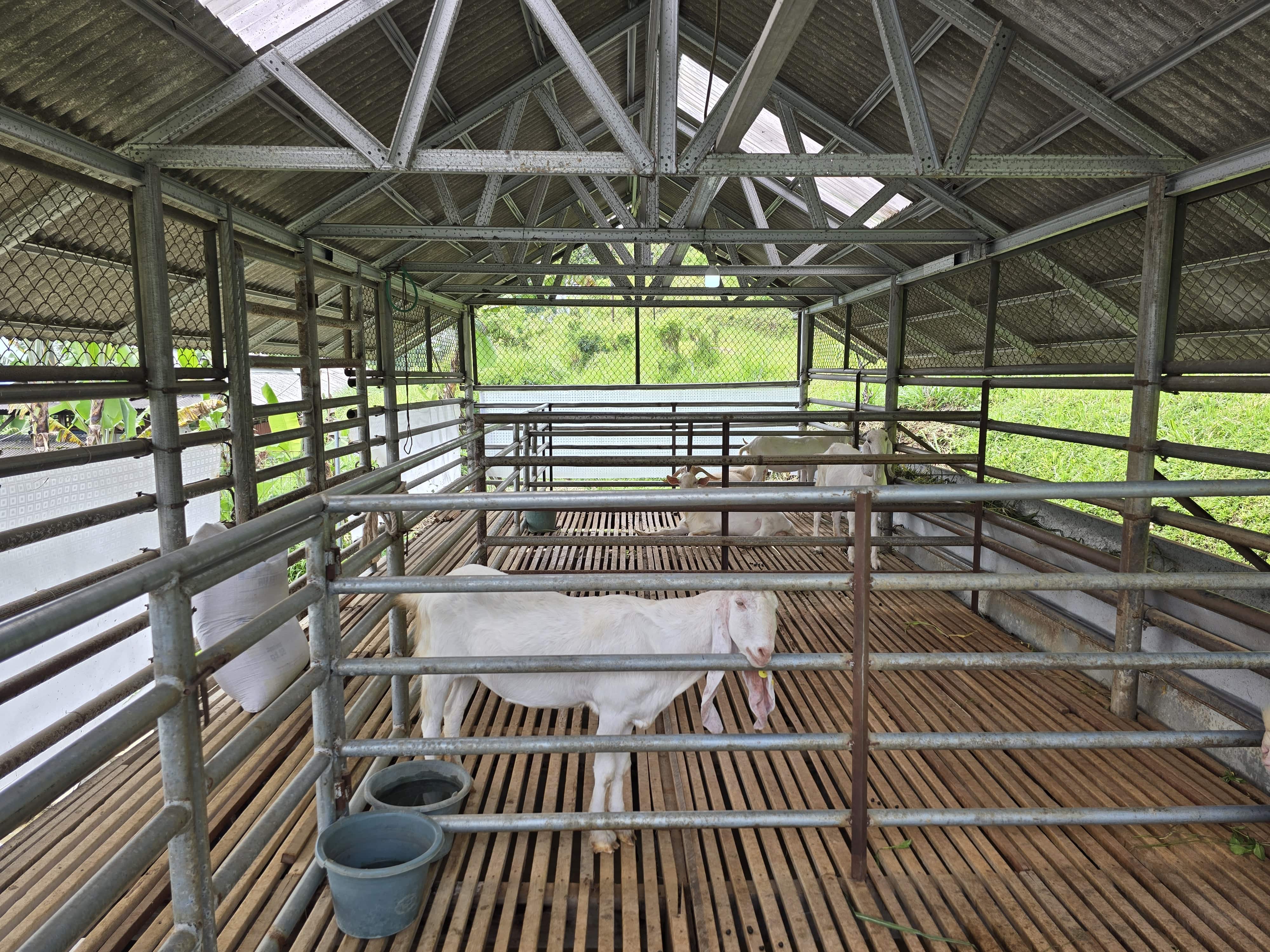 Kandang Kambing & Domba 1
