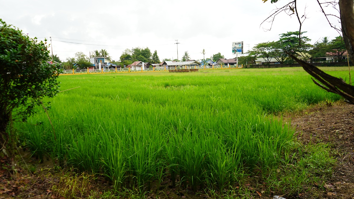 Lahan Praktek Tanaman Pangan