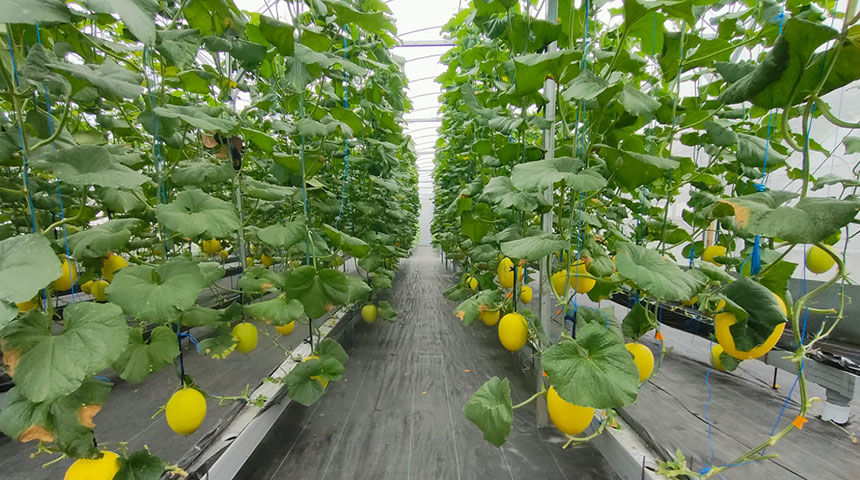 Low Cost Smart Greenhouse