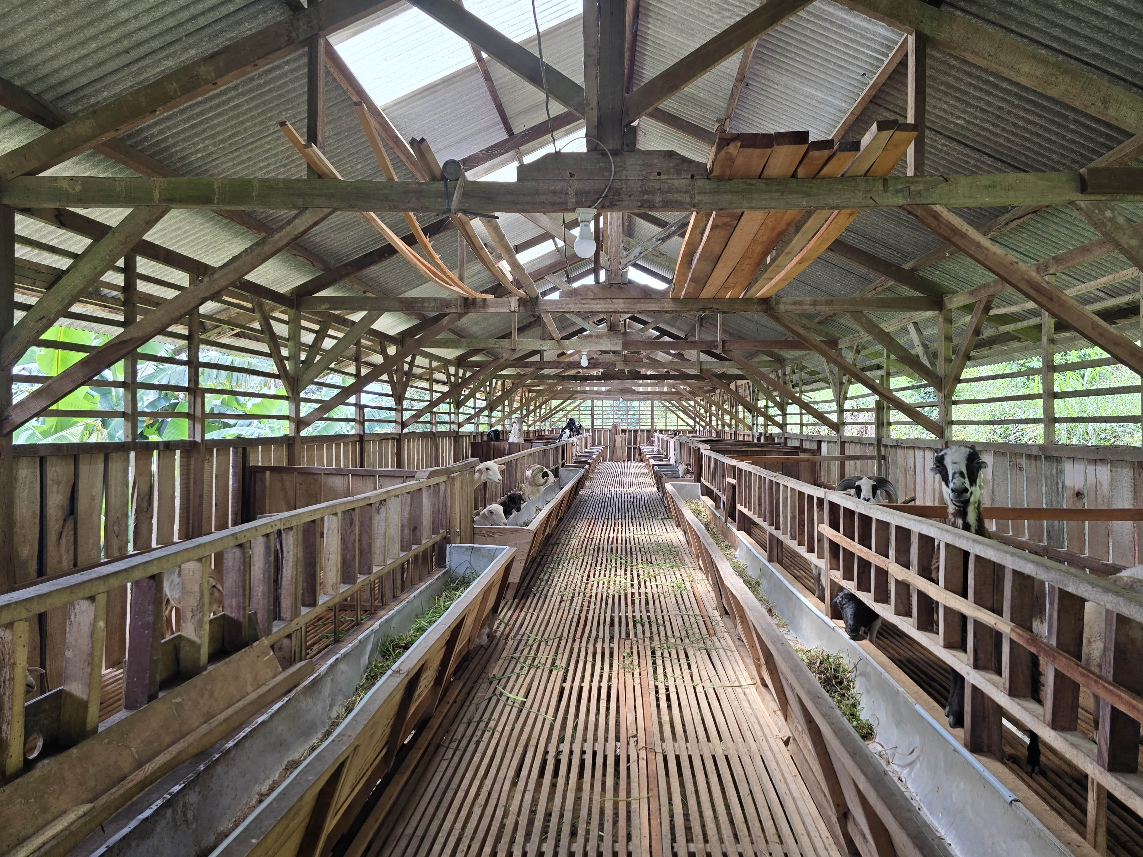 Kandang Kambing & Domba 3