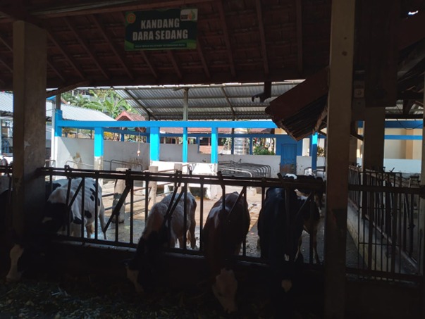 Instalasi Sapi Perah dan Kambing Perah