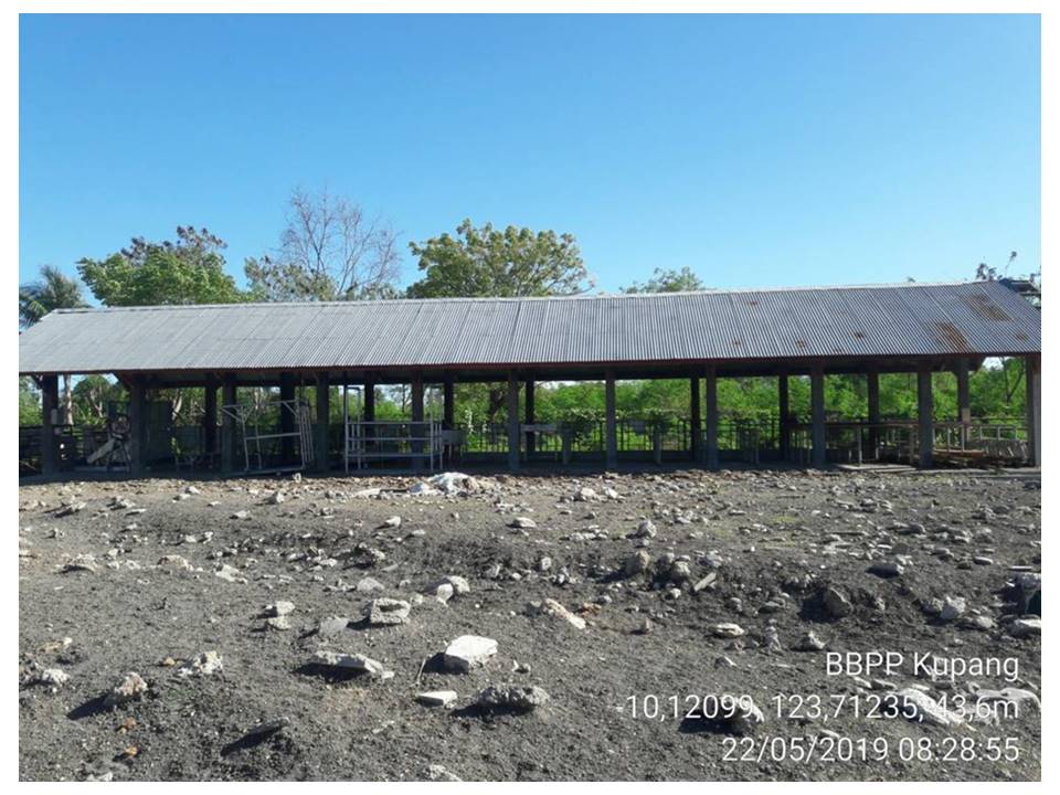 Kandang Sapi 1