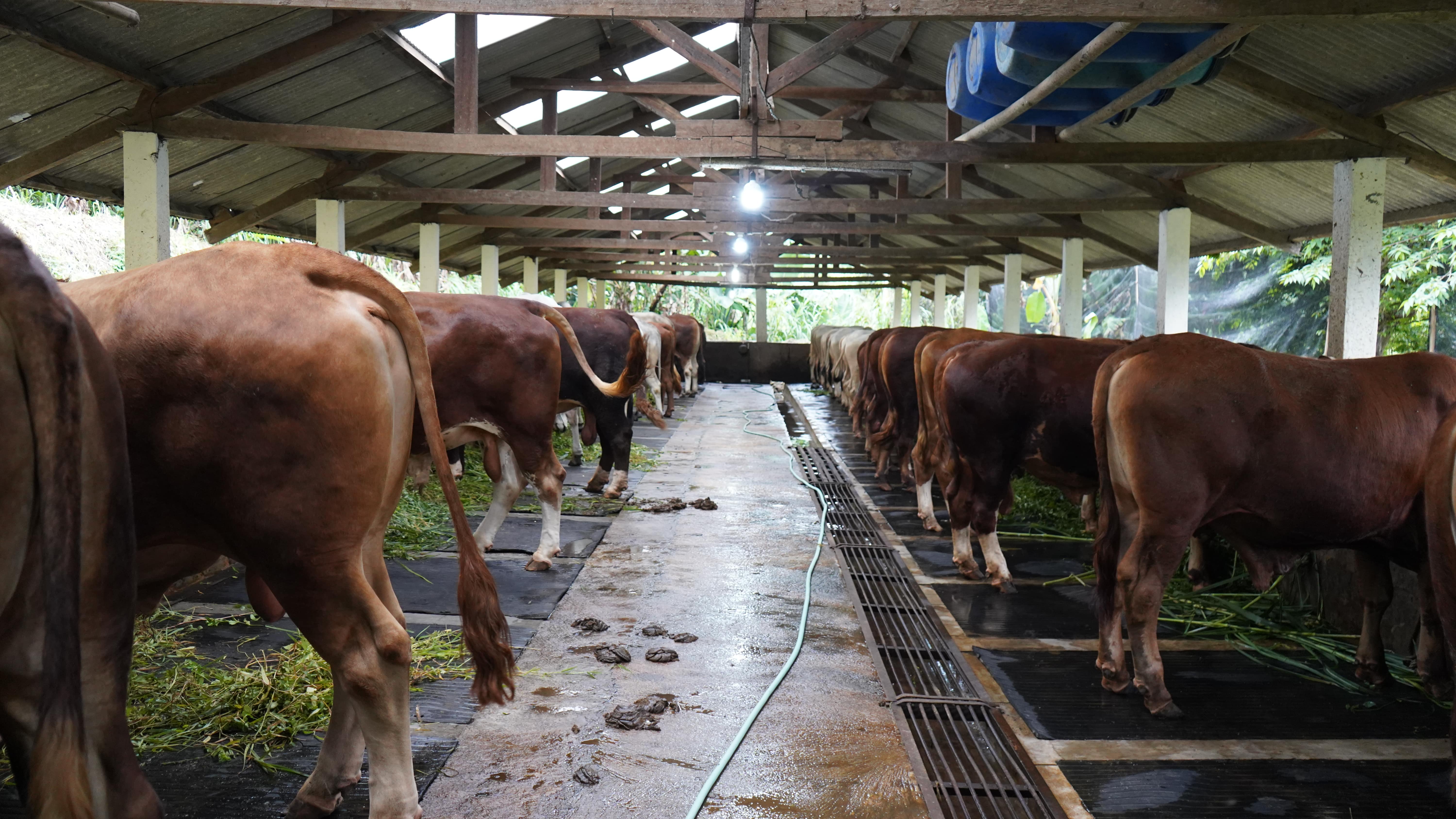 Kandang Sapi Potong