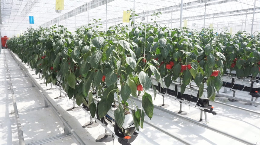Smart Greenhouse
