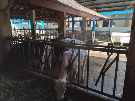 Instalasi Sapi Perah dan Kambing Perah