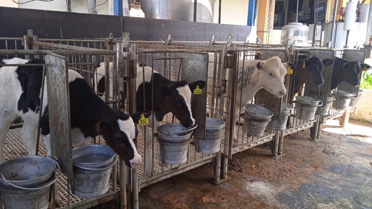 Instalasi Sapi Perah dan Kambing Perah