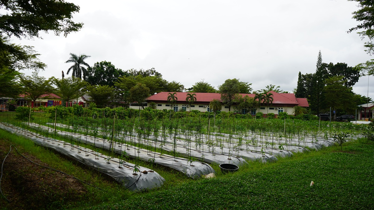 Lahan Praktek Hortikultura
