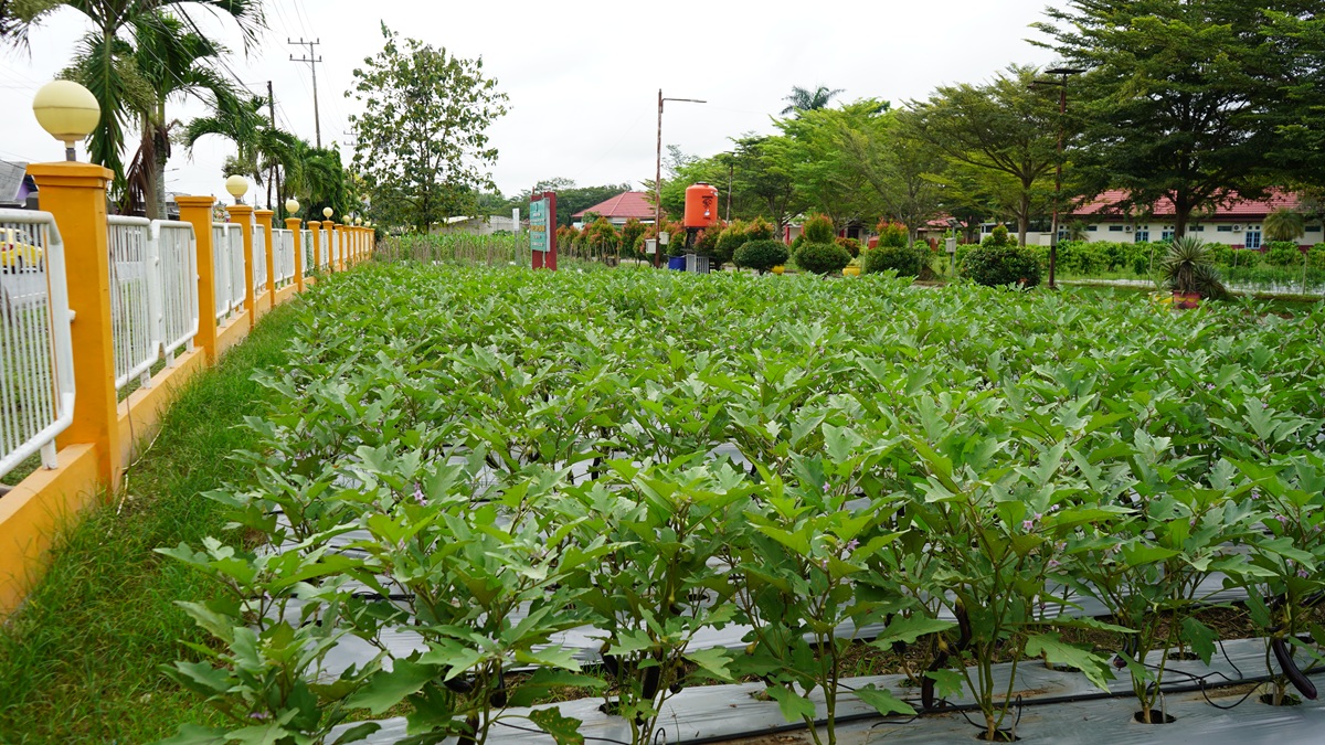 Lahan Praktek Smart Farming