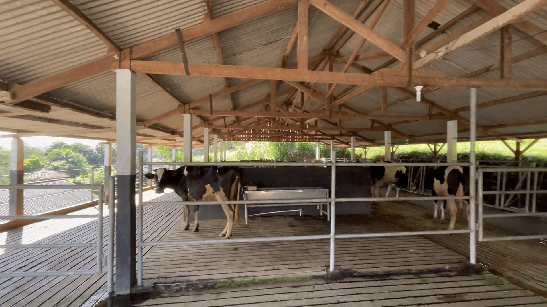 Kandang Sapi Perah 1