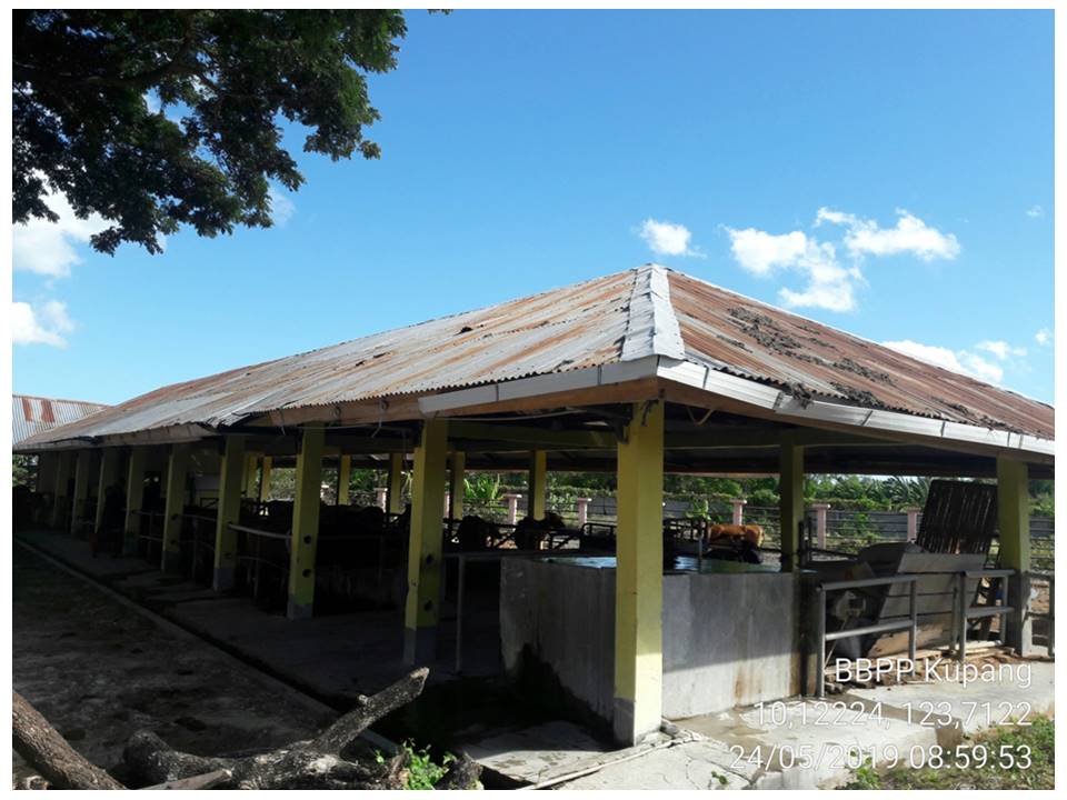 Kandang Penggemukan Sapi